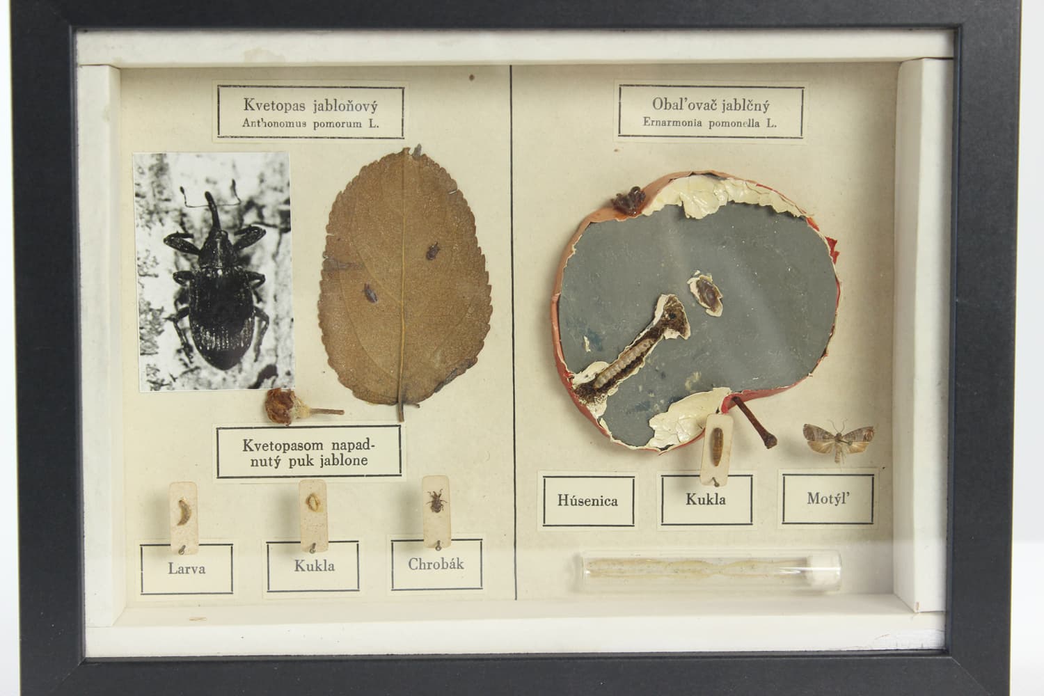 Plansza entomologiczna, modernizm, drewno czarne, Czechosłowacja, lata 60. - 91239