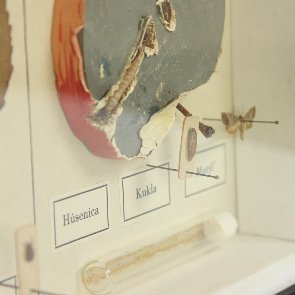 Plansza entomologiczna, modernizm, drewno czarne, Czechosłowacja, lata 60. - 91240