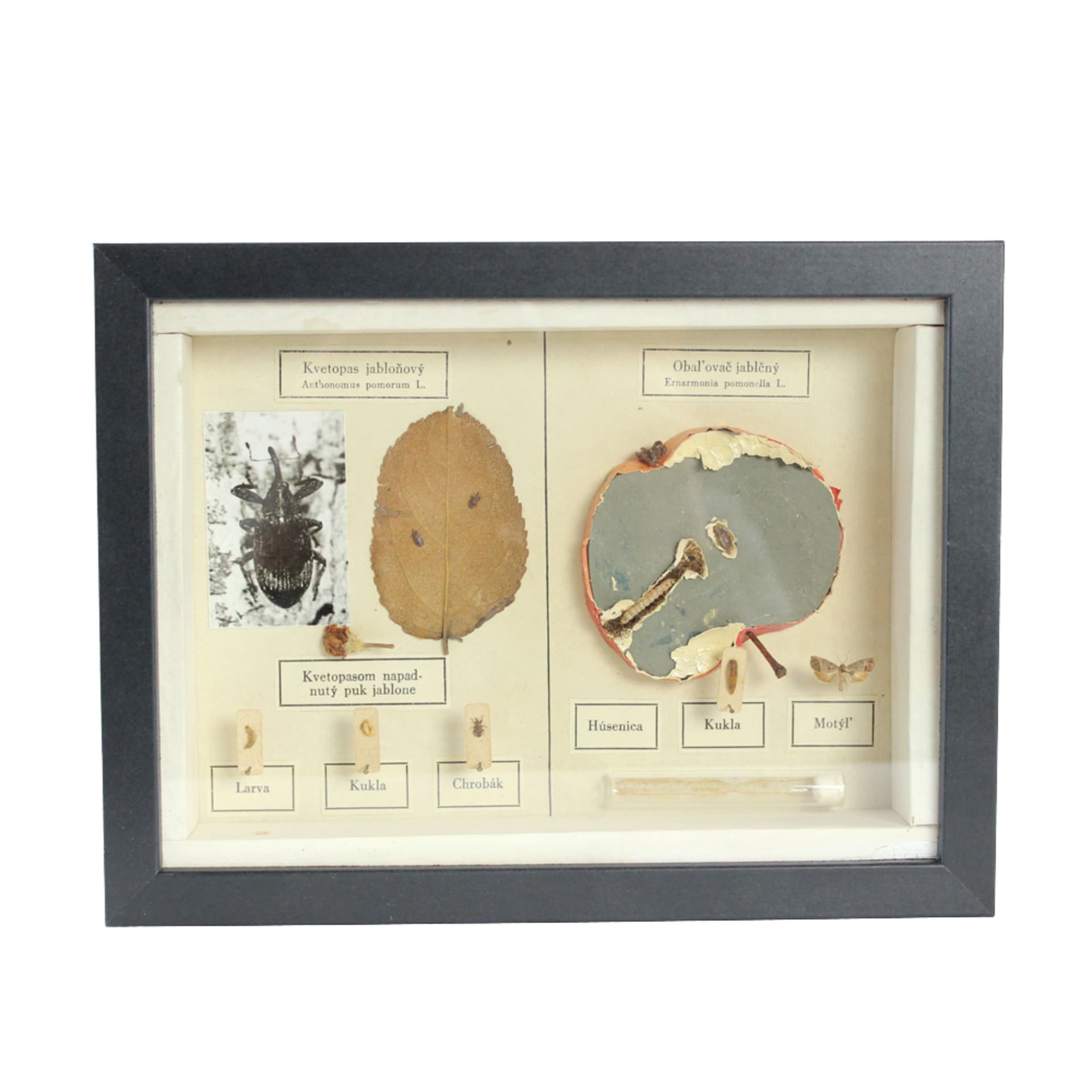 Plansza entomologiczna, modernizm, drewno czarne, Czechosłowacja, lata 60. - 92526