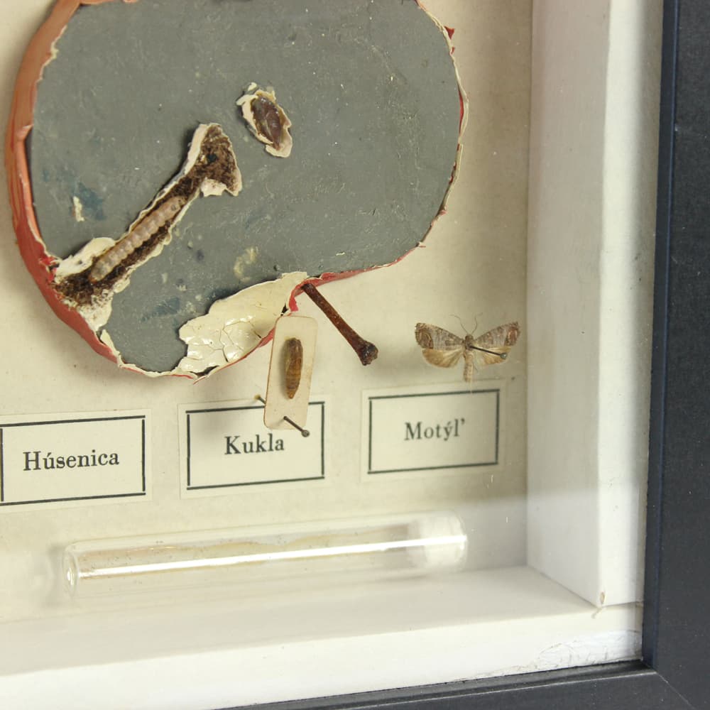 Plansza entomologiczna, modernizm, drewno czarne, Czechosłowacja, lata 60. - 91236