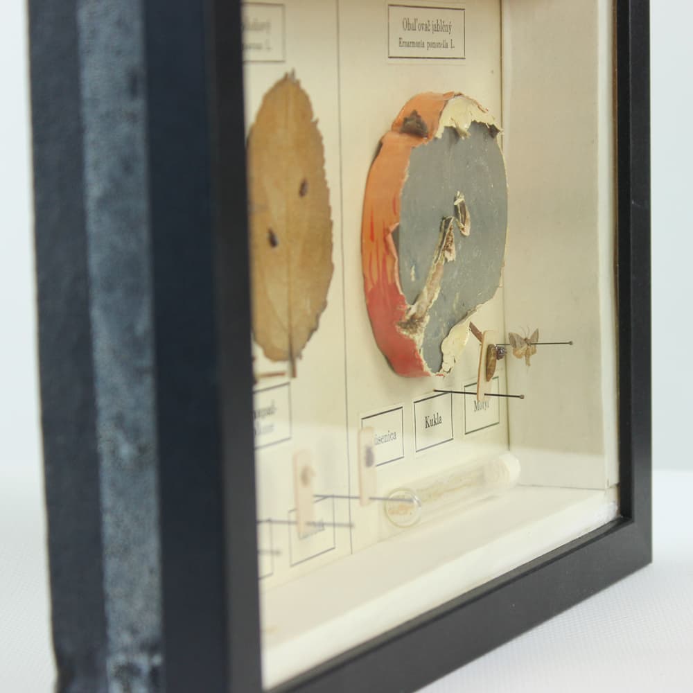 Plansza entomologiczna, modernizm, drewno czarne, Czechosłowacja, lata 60. - 91238