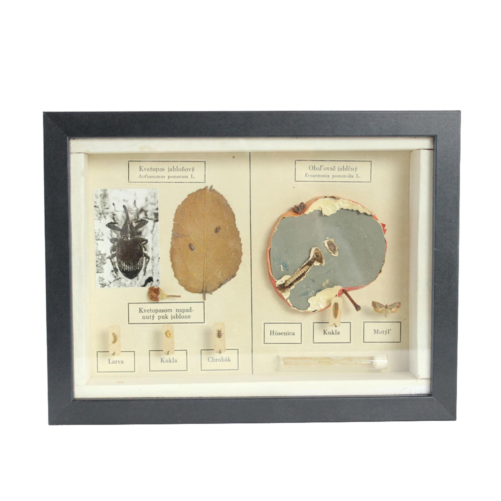 Plansza entomologiczna, modernizm, drewno czarne, Czechosłowacja, lata 60.