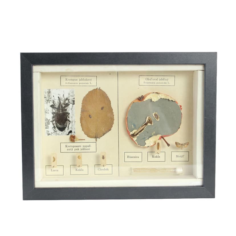 Plansza entomologiczna, modernizm, drewno czarne, Czechosłowacja, lata 60.
