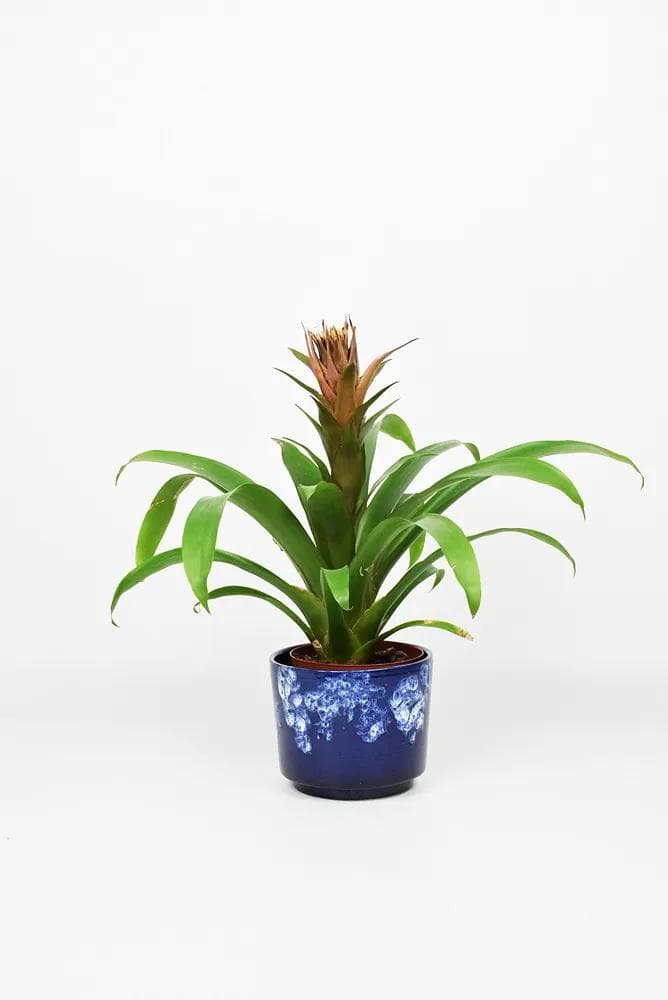 Osłonka na doniczkę Fat Lava, ceramika biała, granatowa, lata 70. - 86190