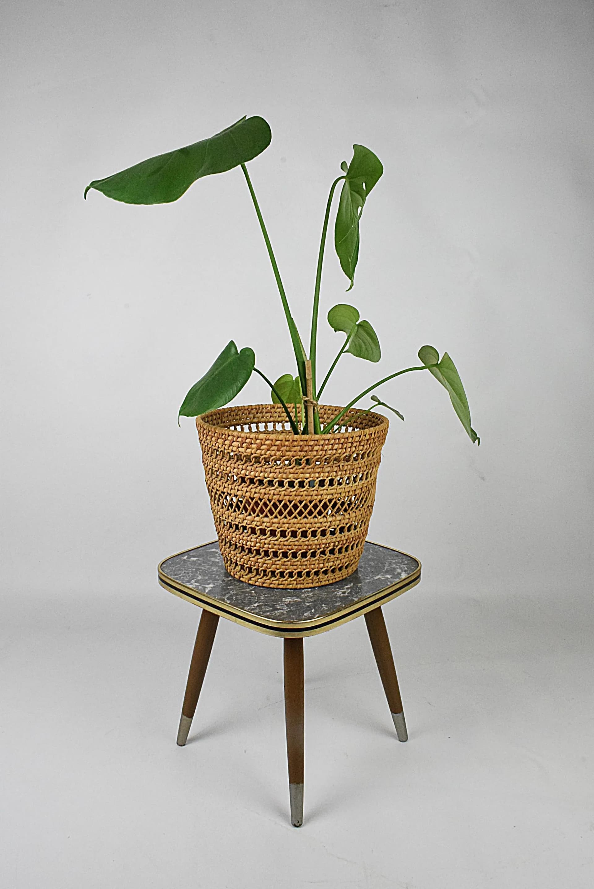 Plant stand, grey plastic top, brown wood legs, Poland, 1960s. - 85564
