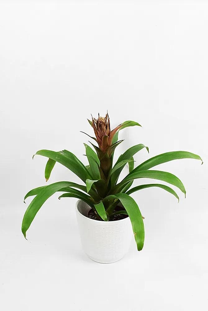 Flower pot cover, white ceramic, Poland, 1970s. - 84504