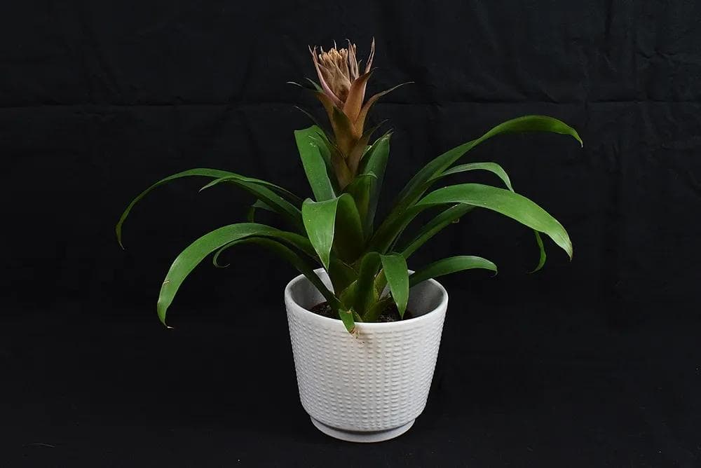 Flower pot cover, white ceramic, Poland, 1970s. - 84505