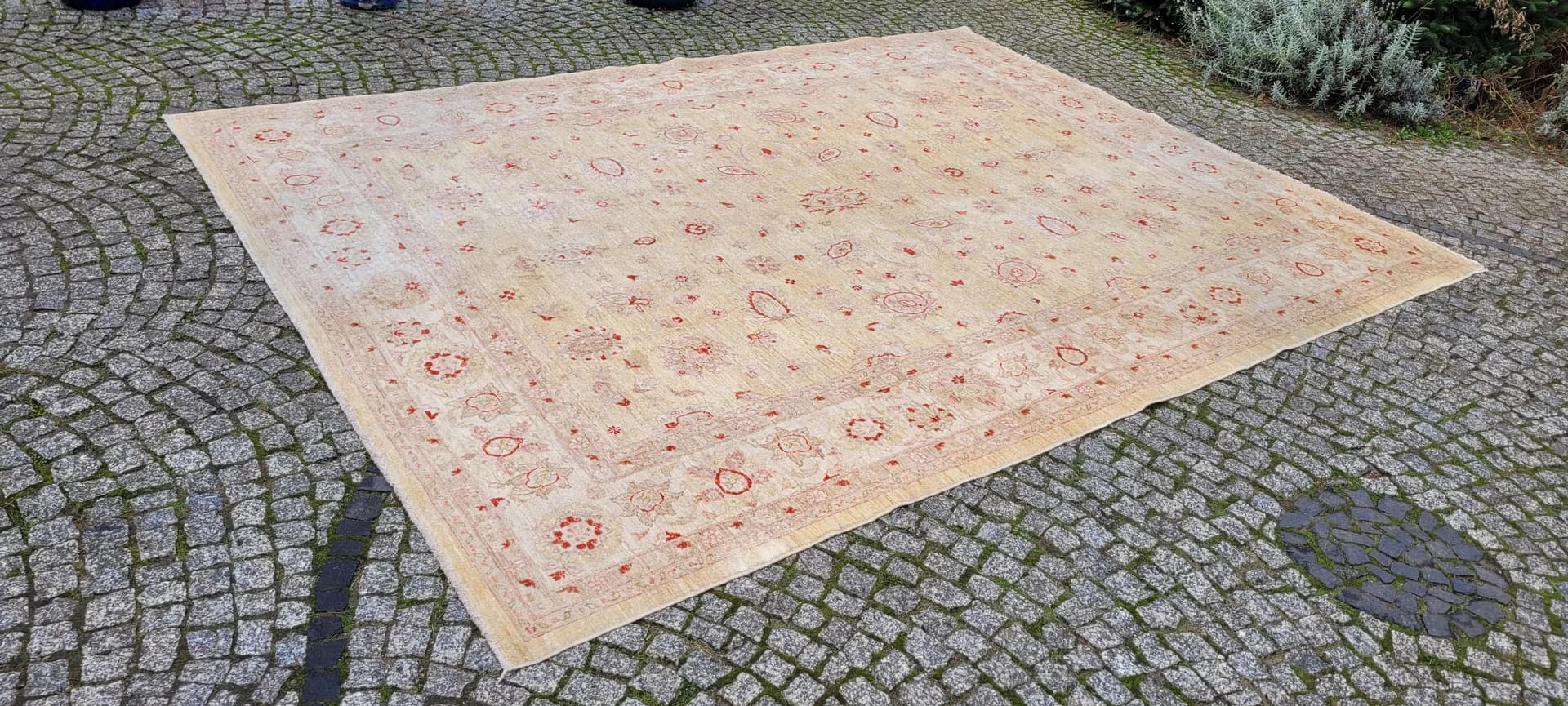 Dywan perski Ziegler 245x330 cm, beżowy, wełna, Pakistan - 87386