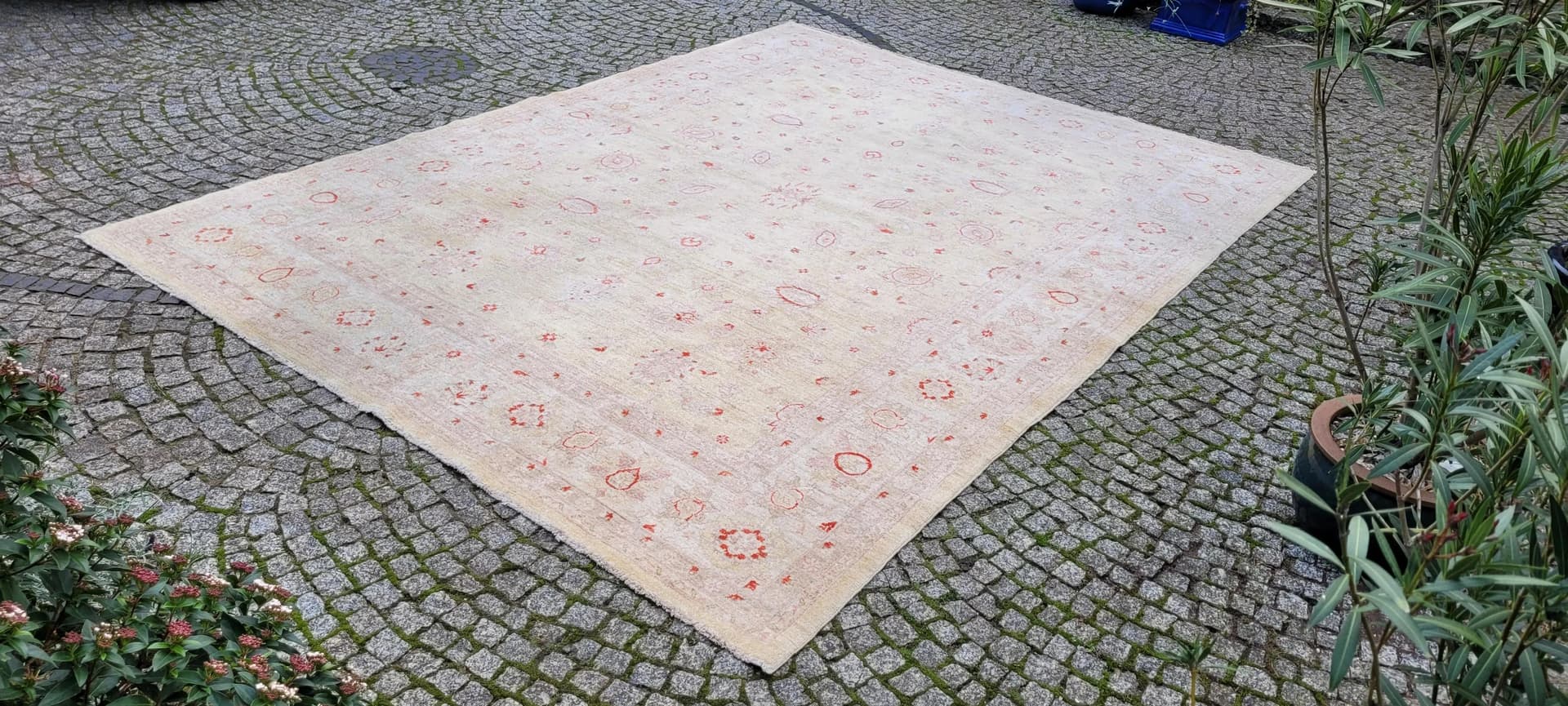 Dywan perski Ziegler 245x330 cm, beżowy, wełna, Pakistan - 87385