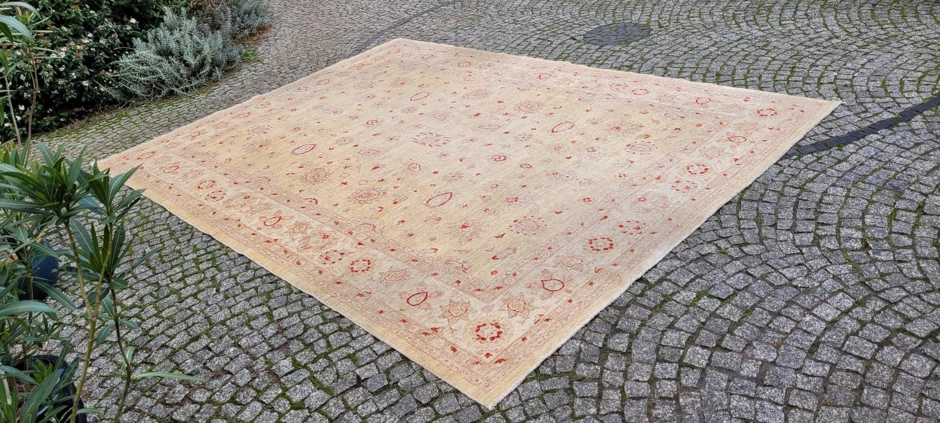 Dywan perski Ziegler 245x330 cm, beżowy, wełna, Pakistan - 87387