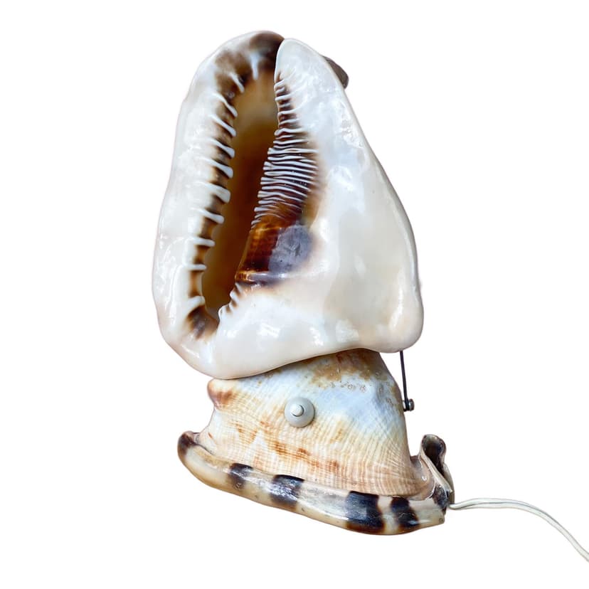 Lampka stołowa Queen Conch, kość słoniowa, muszla, lata 60.