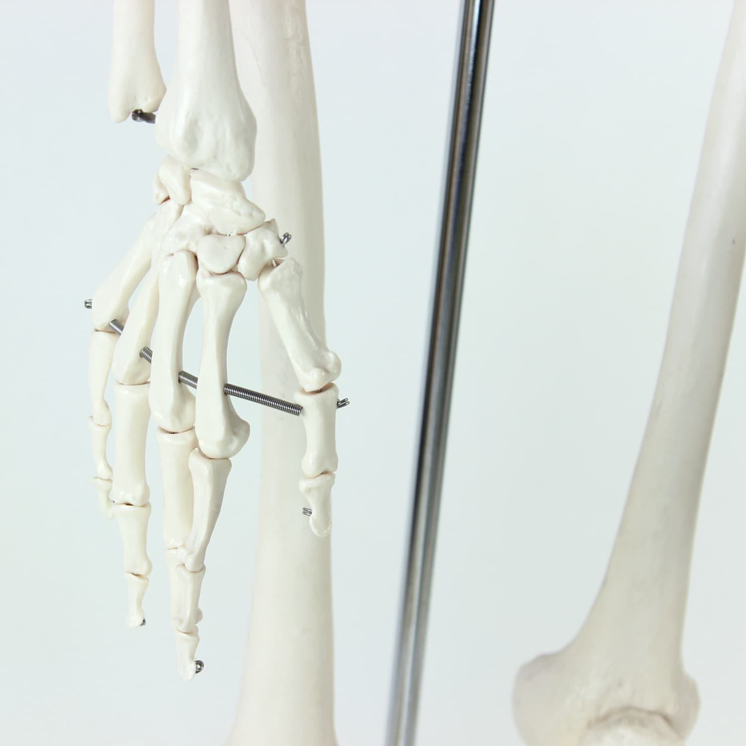 Wolnostojący model anatomiczny ludzkiego szkieletu, Czechosłowacja, lata 80. - 123829