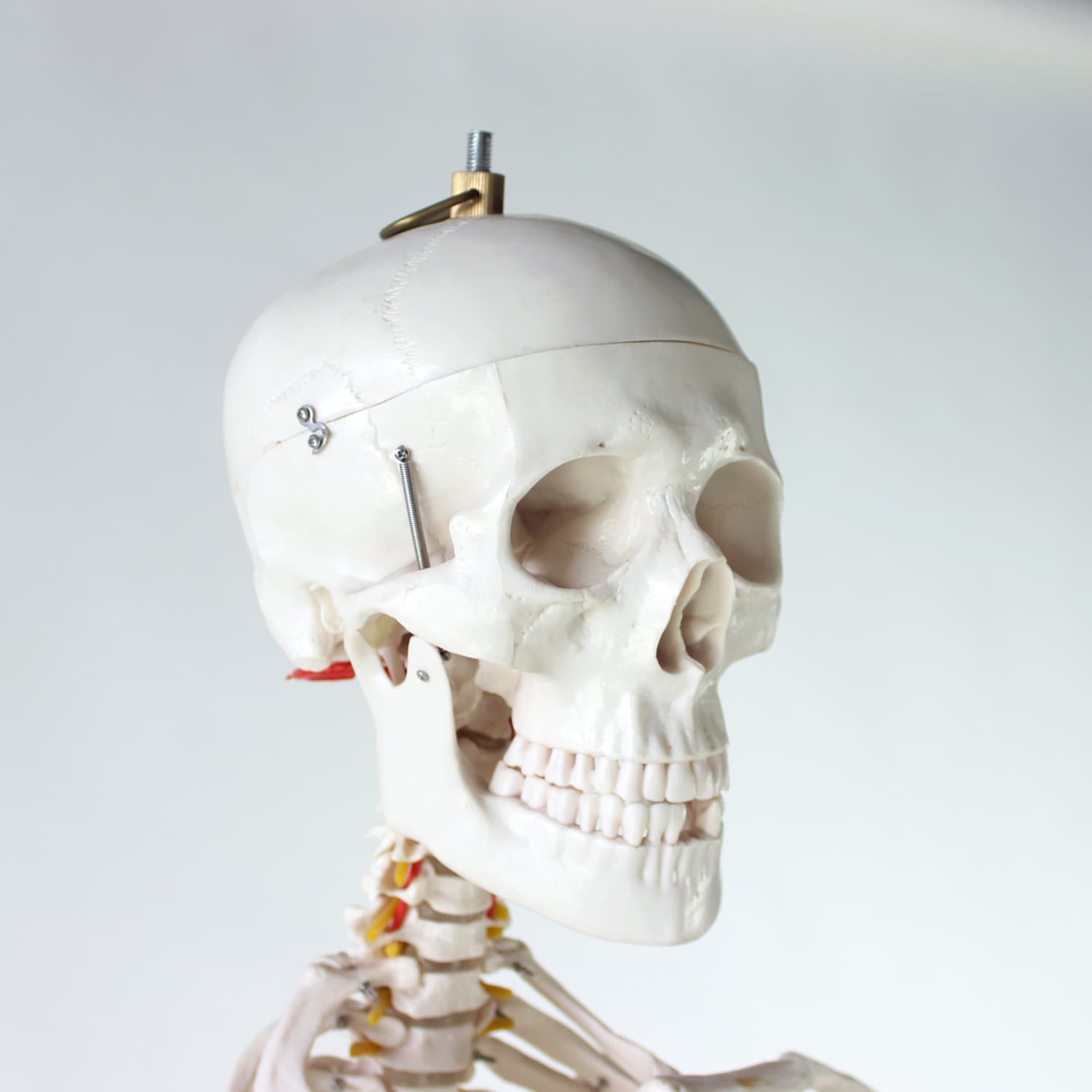 Wolnostojący model anatomiczny ludzkiego szkieletu, Czechosłowacja, lata 80. - 123832