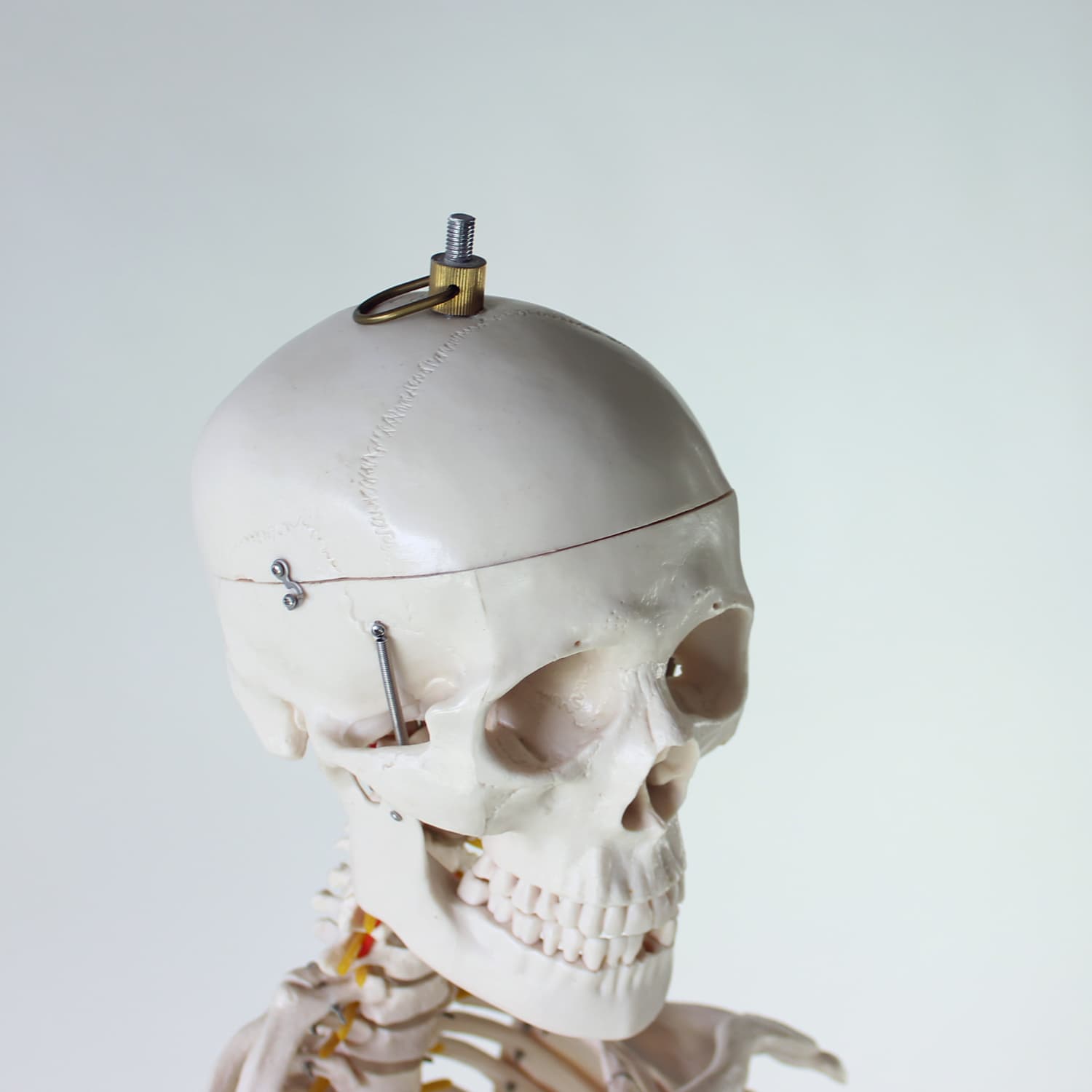 Wolnostojący model anatomiczny ludzkiego szkieletu, Czechosłowacja, lata 80. - 123825