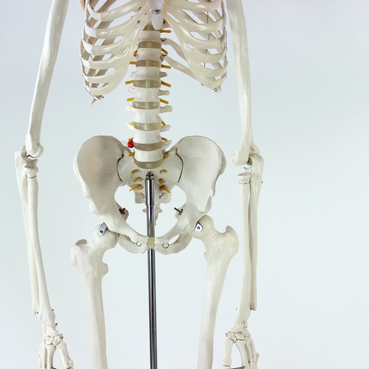 Wolnostojący model anatomiczny ludzkiego szkieletu, Czechosłowacja, lata 80. - 123822