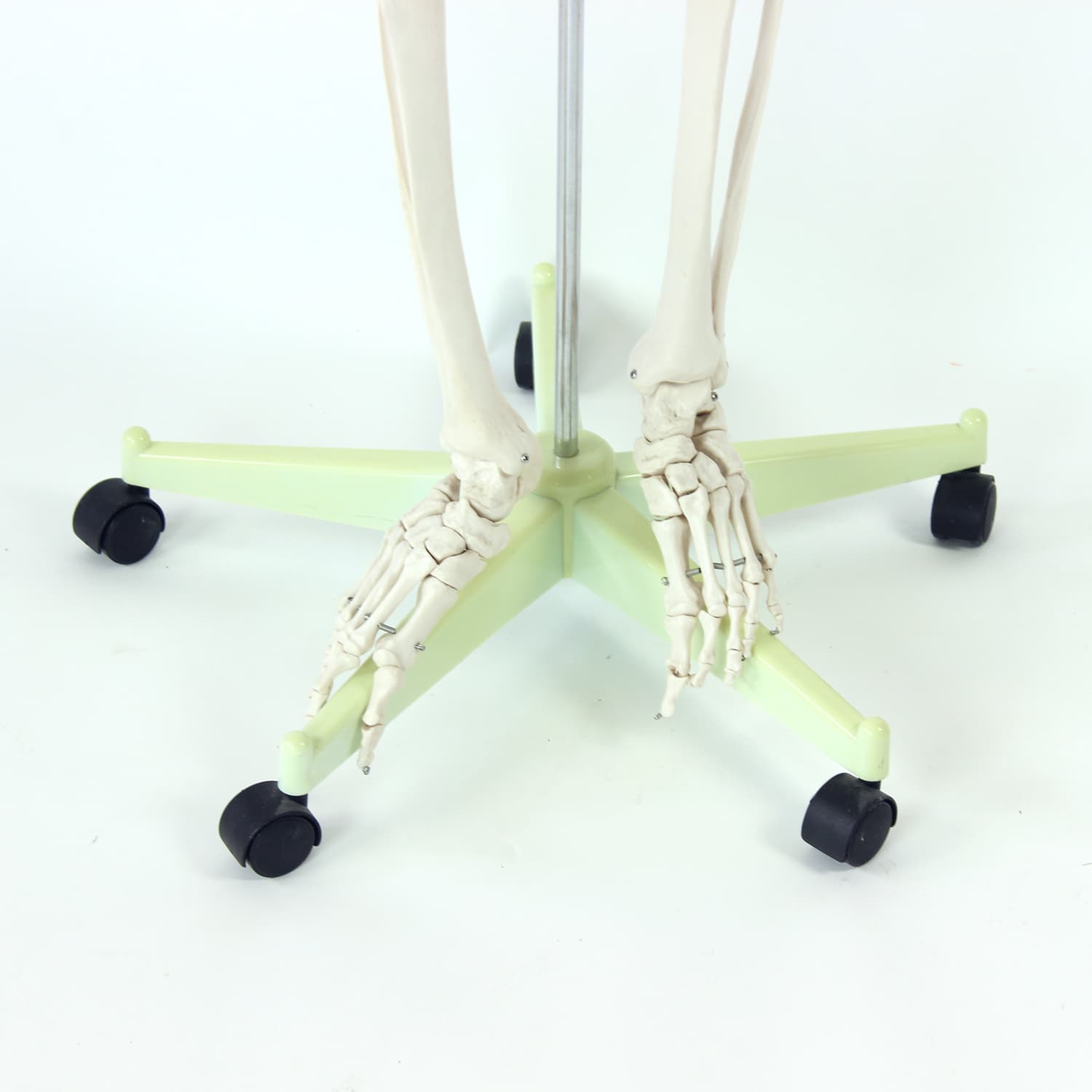 Wolnostojący model anatomiczny ludzkiego szkieletu, Czechosłowacja, lata 80. - 123823