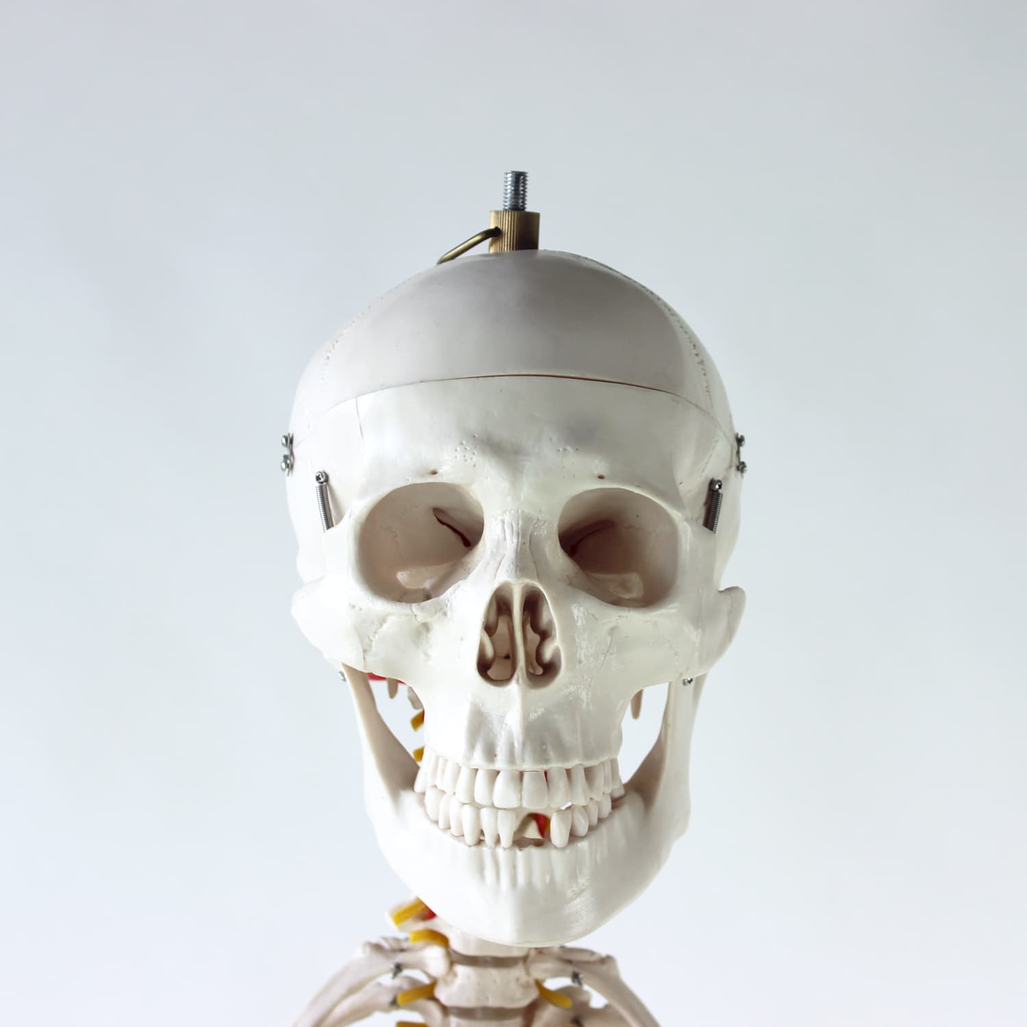 Wolnostojący model anatomiczny ludzkiego szkieletu, Czechosłowacja, lata 80. - 123828