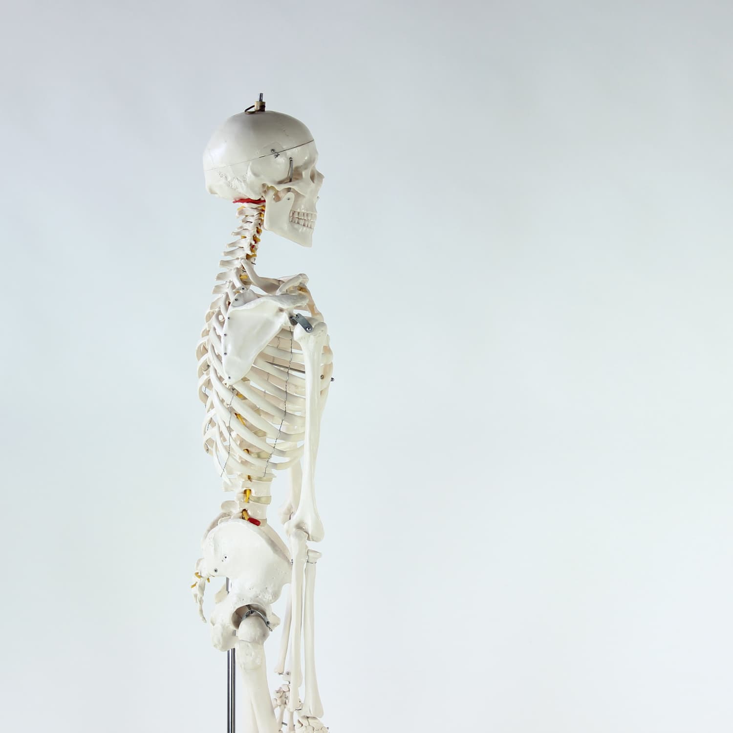 Wolnostojący model anatomiczny ludzkiego szkieletu, Czechosłowacja, lata 80. - 123819