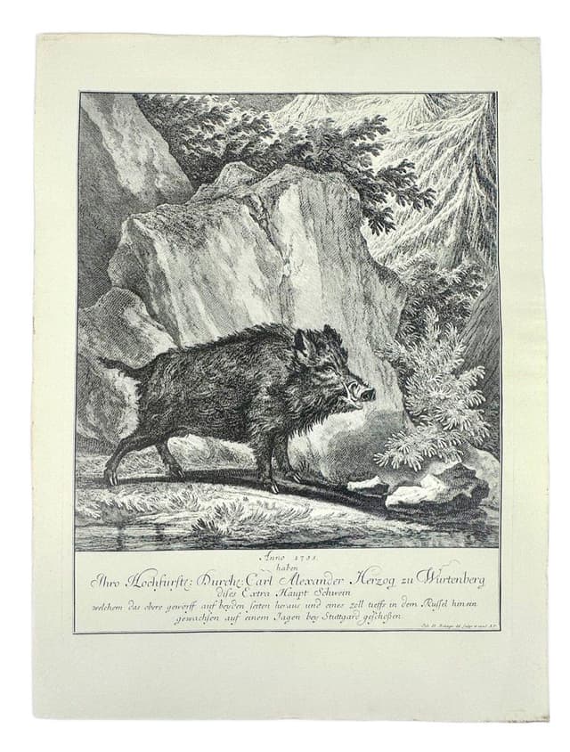 Etching Wild Boar, black and white, by J.E. Ridinger, Germany, 18th c. - DIMENSION
