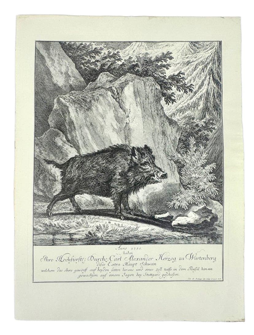 Etching Wild Boar, black and white, by J.E. Ridinger, Germany, 18th c.