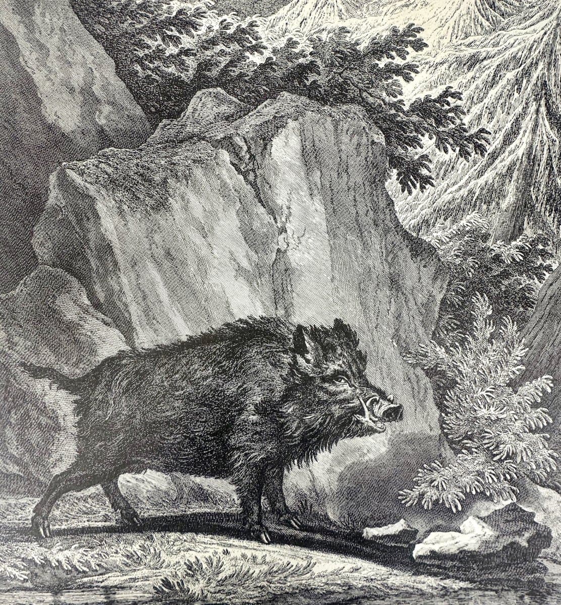Etching Wild Boar, black and white, by J.E. Ridinger, Germany, 18th c. - 150700