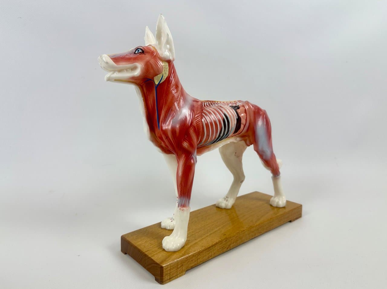 Figurka dydaktyczna psa, multikolor, winyl, lata 60. - 151537