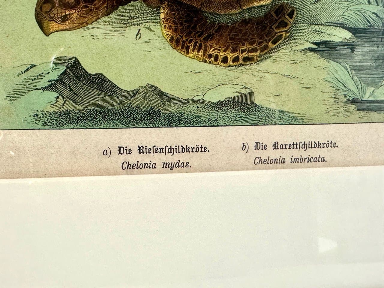 Print Turtles 55x45 cm, multicolored, copperplate engraving, by G.H. von Schubert, Germany, 19th c. - 151937