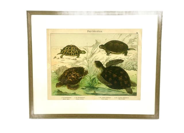 Print Turtles 55x45 cm, multicolored, copperplate engraving, by G.H. von Schubert, Germany, 19th c. - DIMENSION