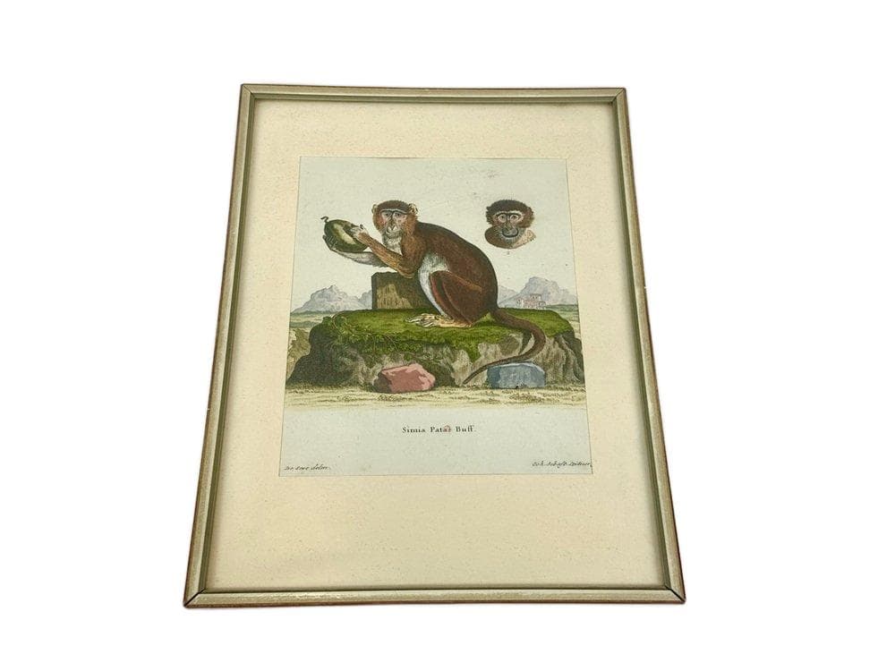 Print Monkey, multicolor, copperplate engraving, by J.S. Leitner, Germany, 18th c.