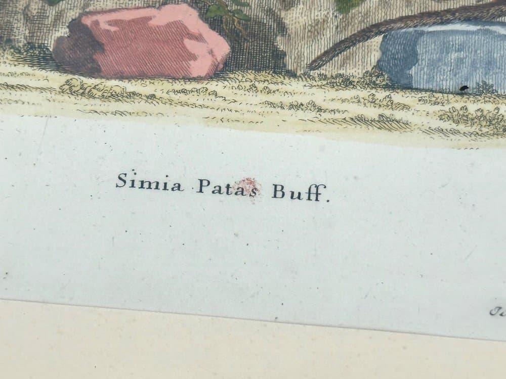 Print Monkey, multicolor, copperplate engraving, by J.S. Leitner, Germany, 18th c. - 153112