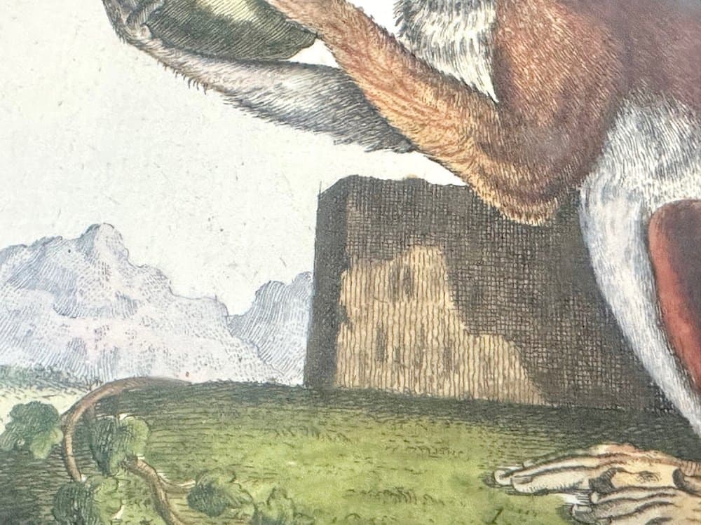 Print Monkey, multicolor, copperplate engraving, by J.S. Leitner, Germany, 18th c. - 153113