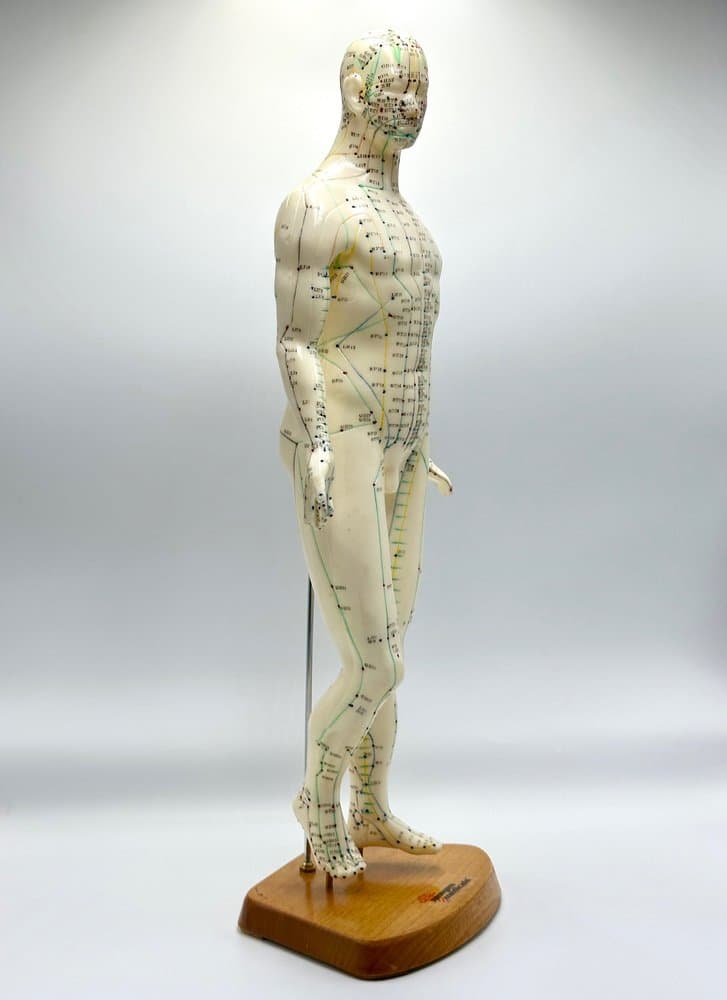 Figurka anatomiczna Meridian, kość słoniowa, plastik, drewno, Niemcy, lata 70. - 155679