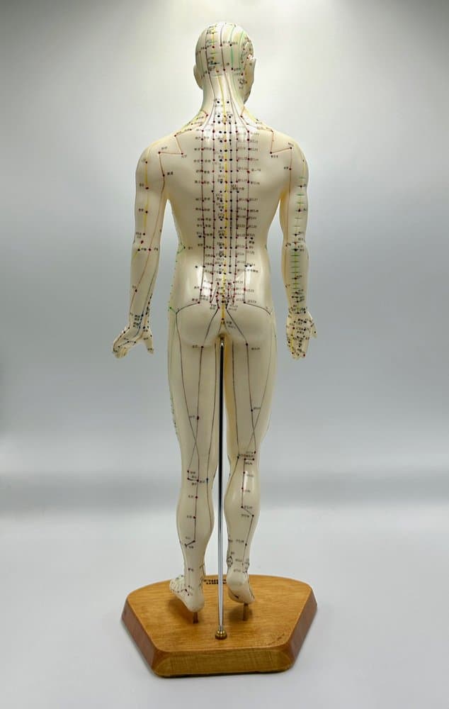 Figurka anatomiczna Meridian, kość słoniowa, plastik, drewno, Niemcy, lata 70. - 155680