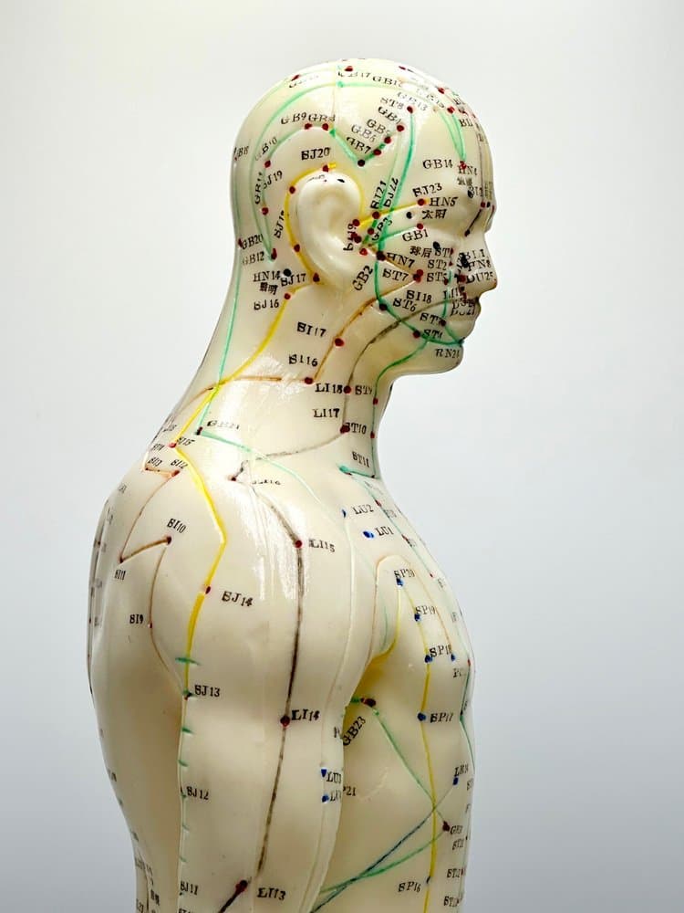 Figurka anatomiczna Meridian, kość słoniowa, plastik, drewno, Niemcy, lata 70. - 155678