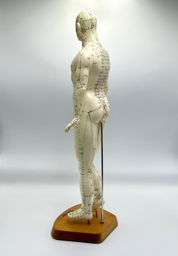Figurka anatomiczna Meridian, kość słoniowa, plastik, drewno, Niemcy, lata 70. - 155682