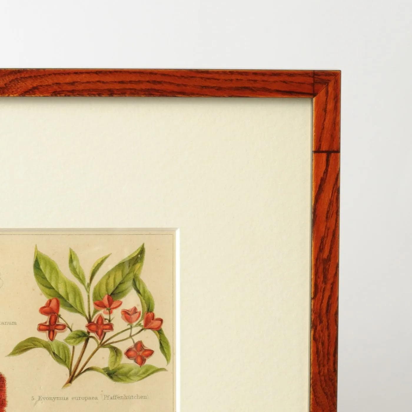 Botanical print, Meyers Konversations Lexikon, multicolor, Germany, 19th c. - 160325