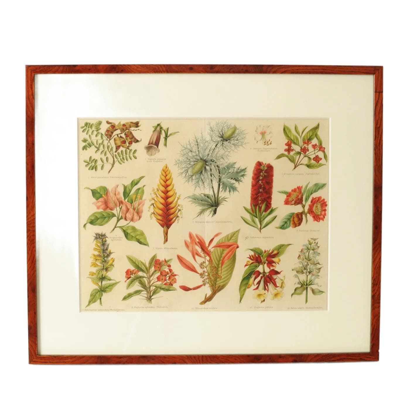 Botanical print, Meyers Konversations Lexikon, multicolor, Germany, 19th c.