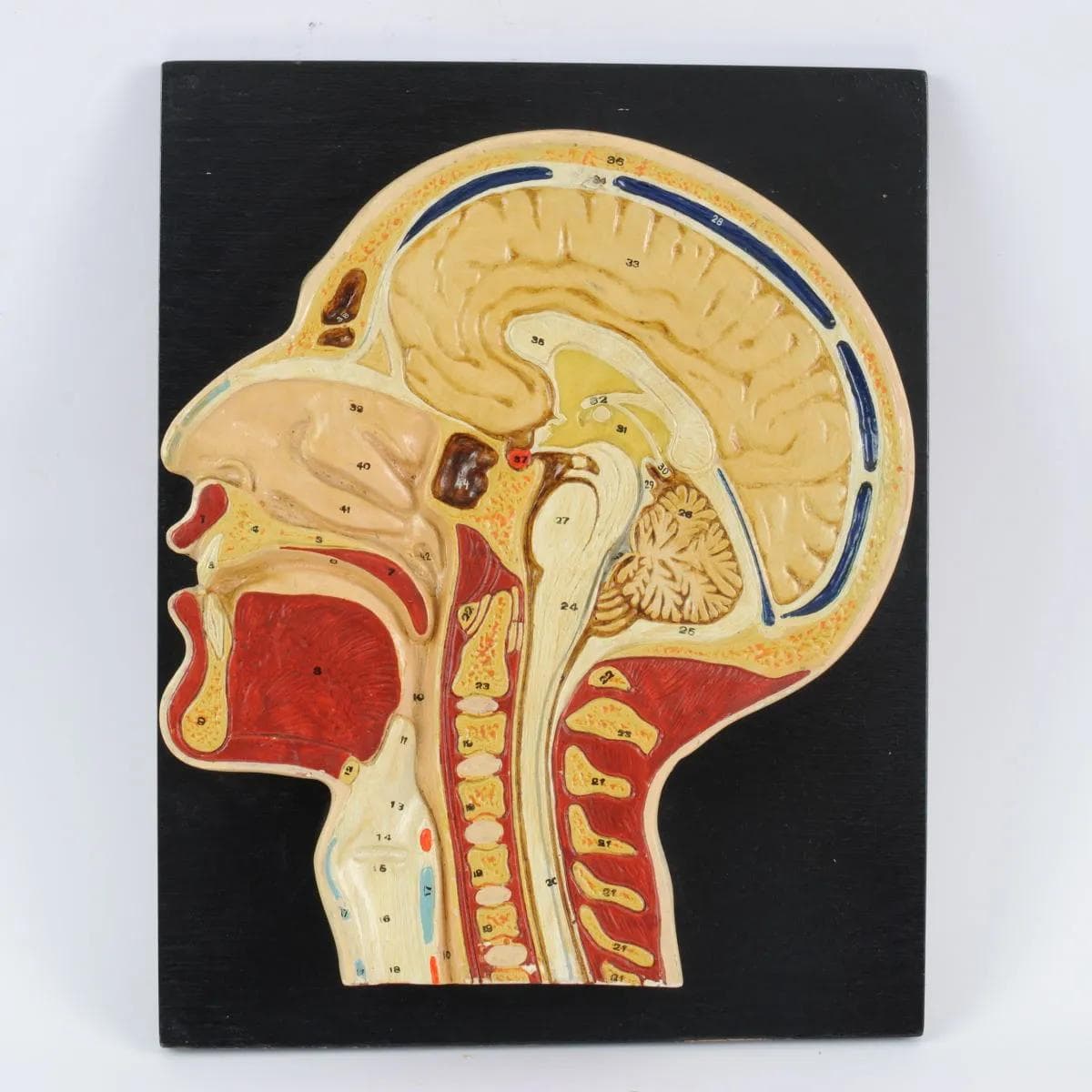 Anatomical Head Cross-Section Model, multicolor painted plaster, wood, Czechoslovakia, 1950s. - 161993