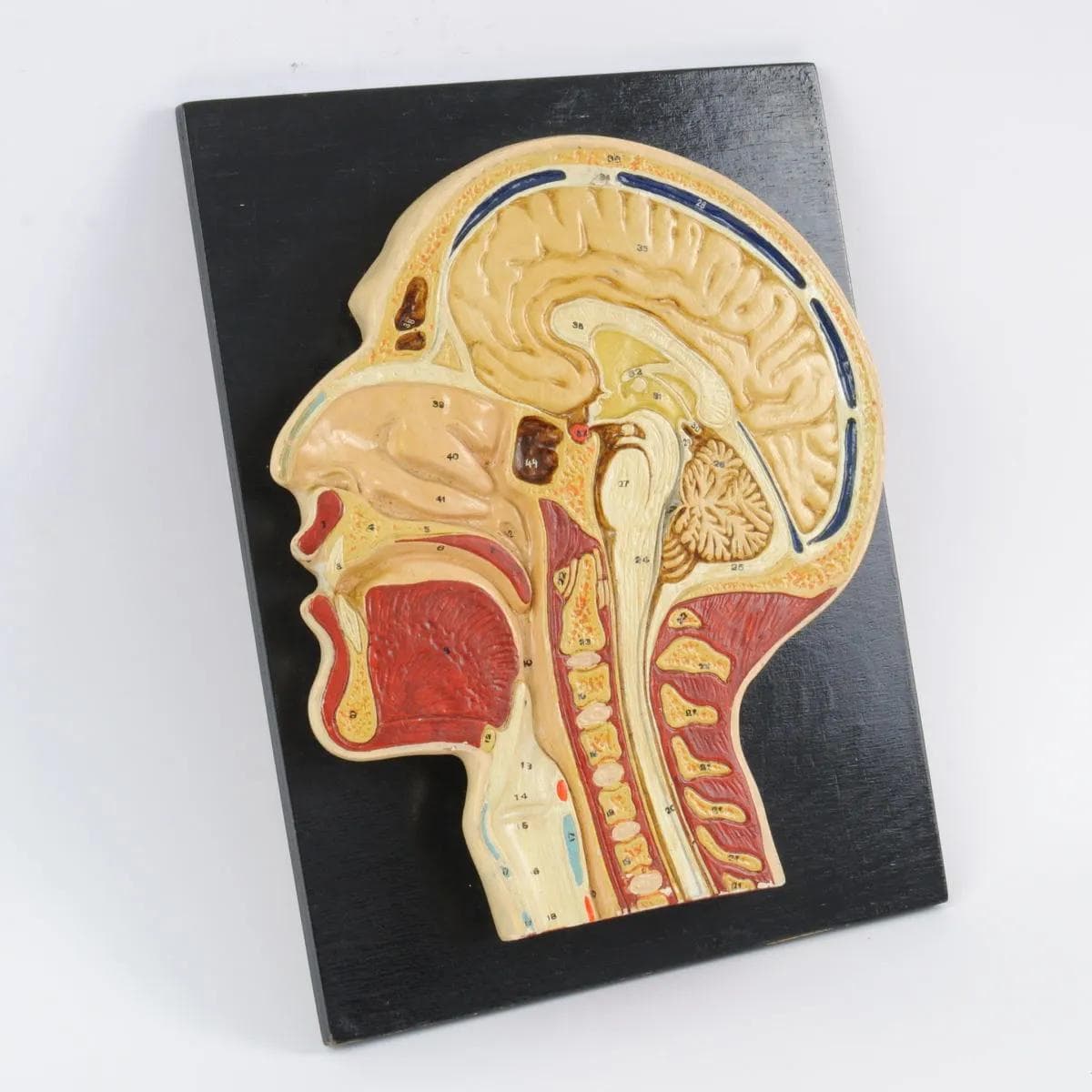 Anatomical Head Cross-Section Model, multicolor painted plaster, wood, Czechoslovakia, 1950s. - 161992