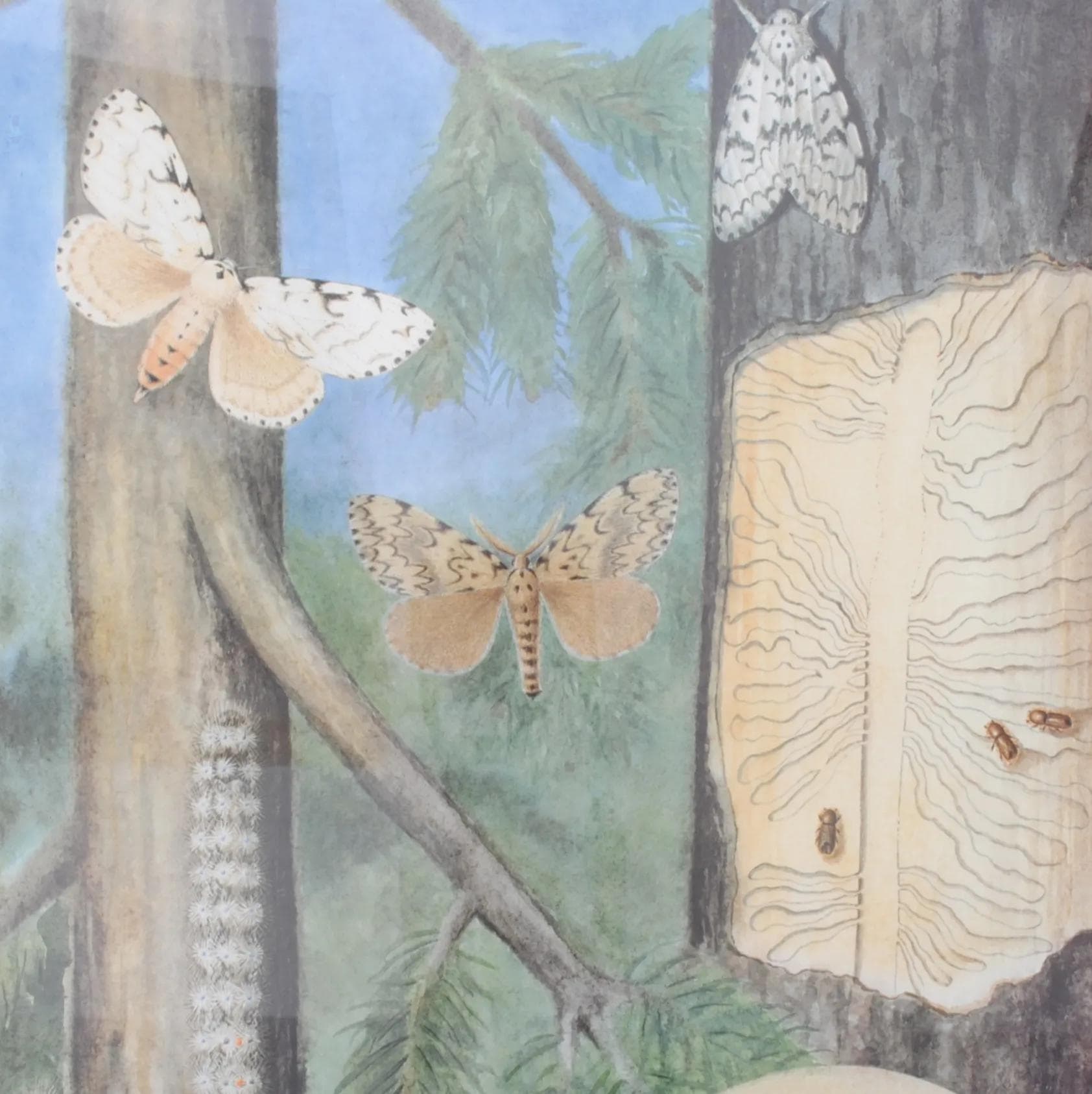 Pair of entomological charts, multicolor, wood, plexiglass, Czechoslovakia, 1980s. - 164623