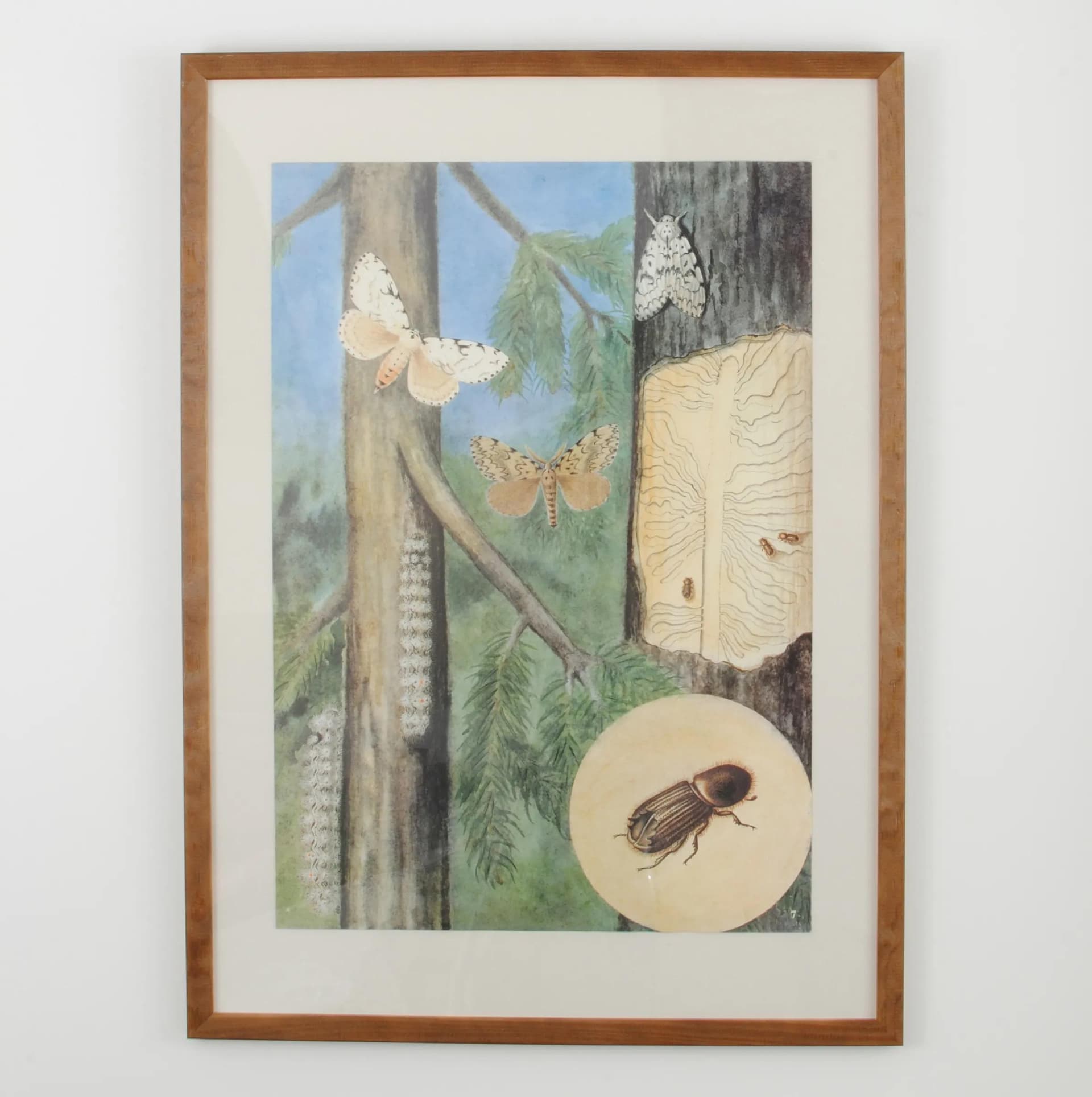 Pair of entomological charts, multicolor, wood, plexiglass, Czechoslovakia, 1980s. - 164624