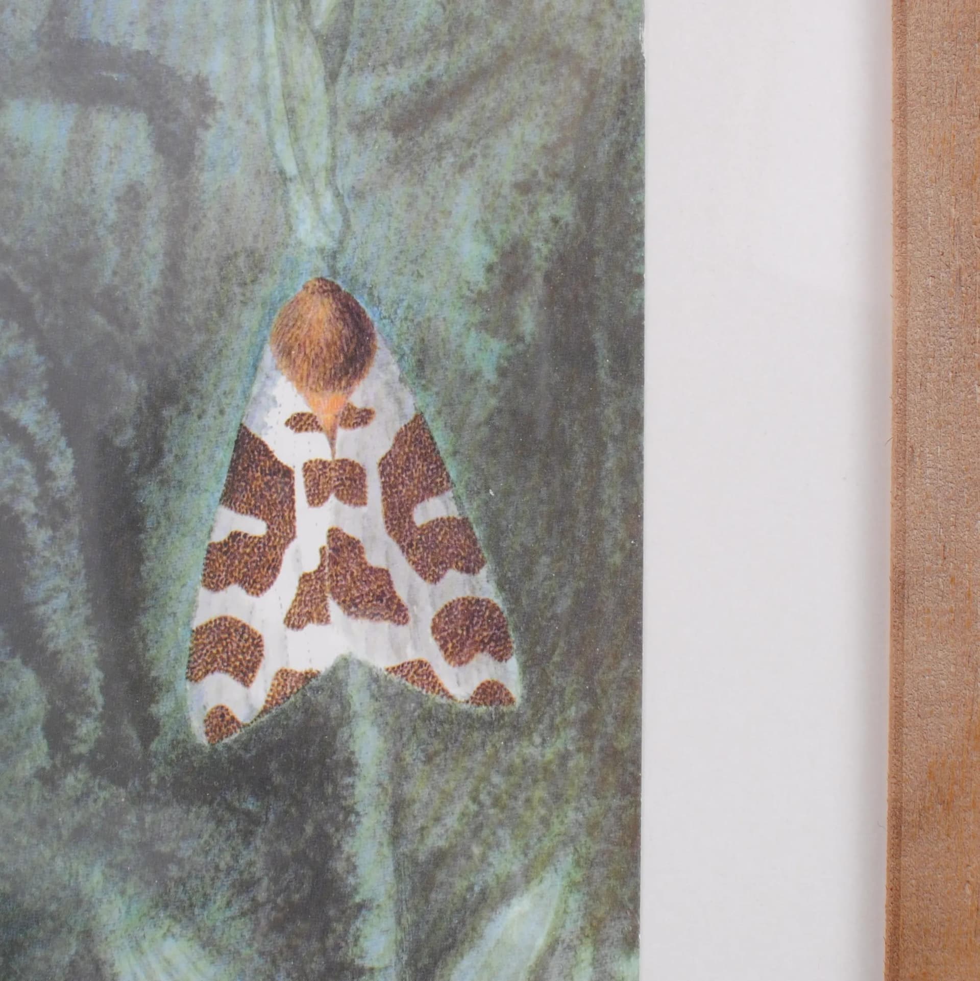 Pair of entomological charts, multicolor, wood, plexiglass, Czechoslovakia, 1980s. - 164627