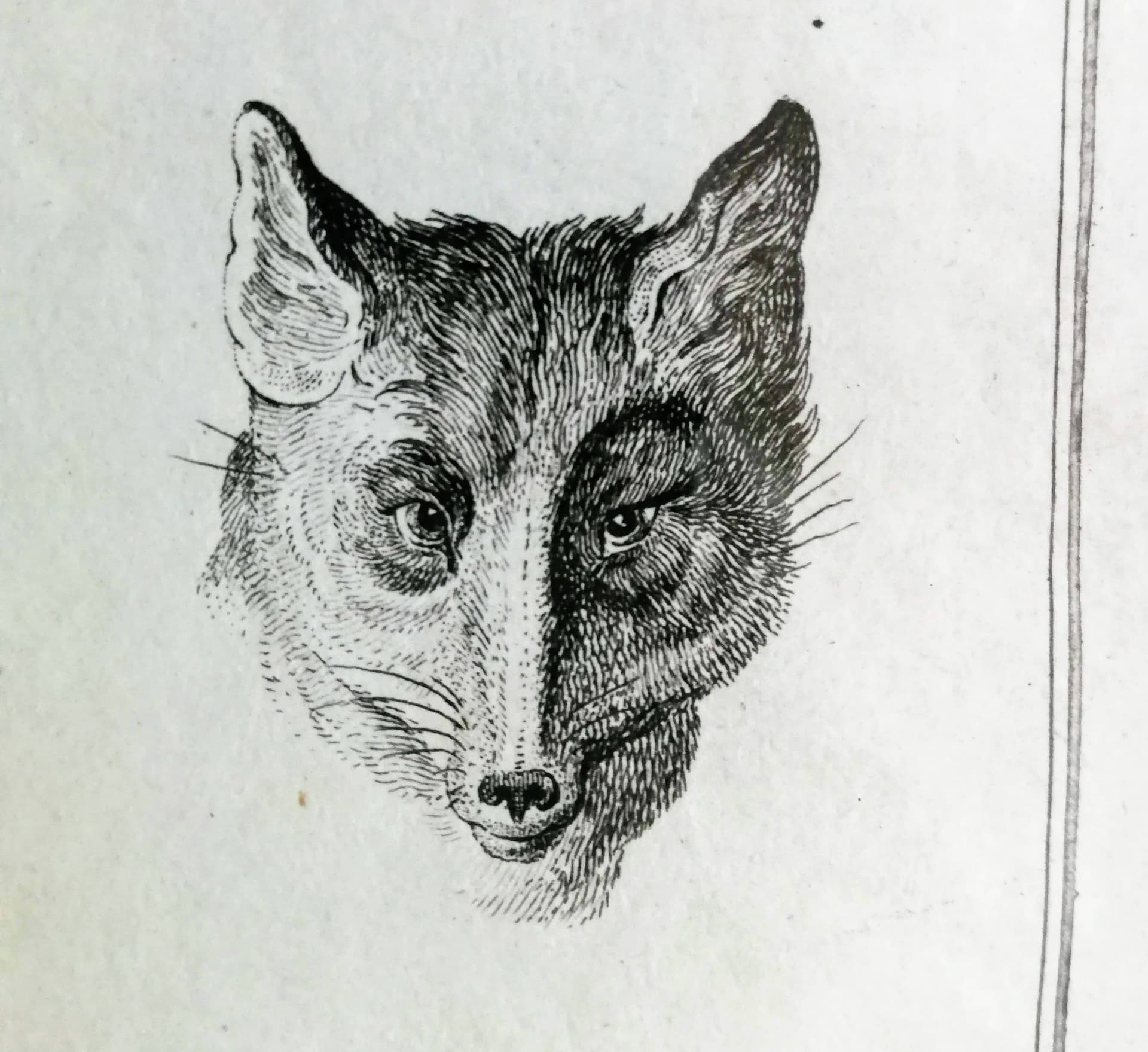 Grafika animalistyczna. Głowy zwierzęce. Sygn. Schellenberg fec. XIX wiek - 178526