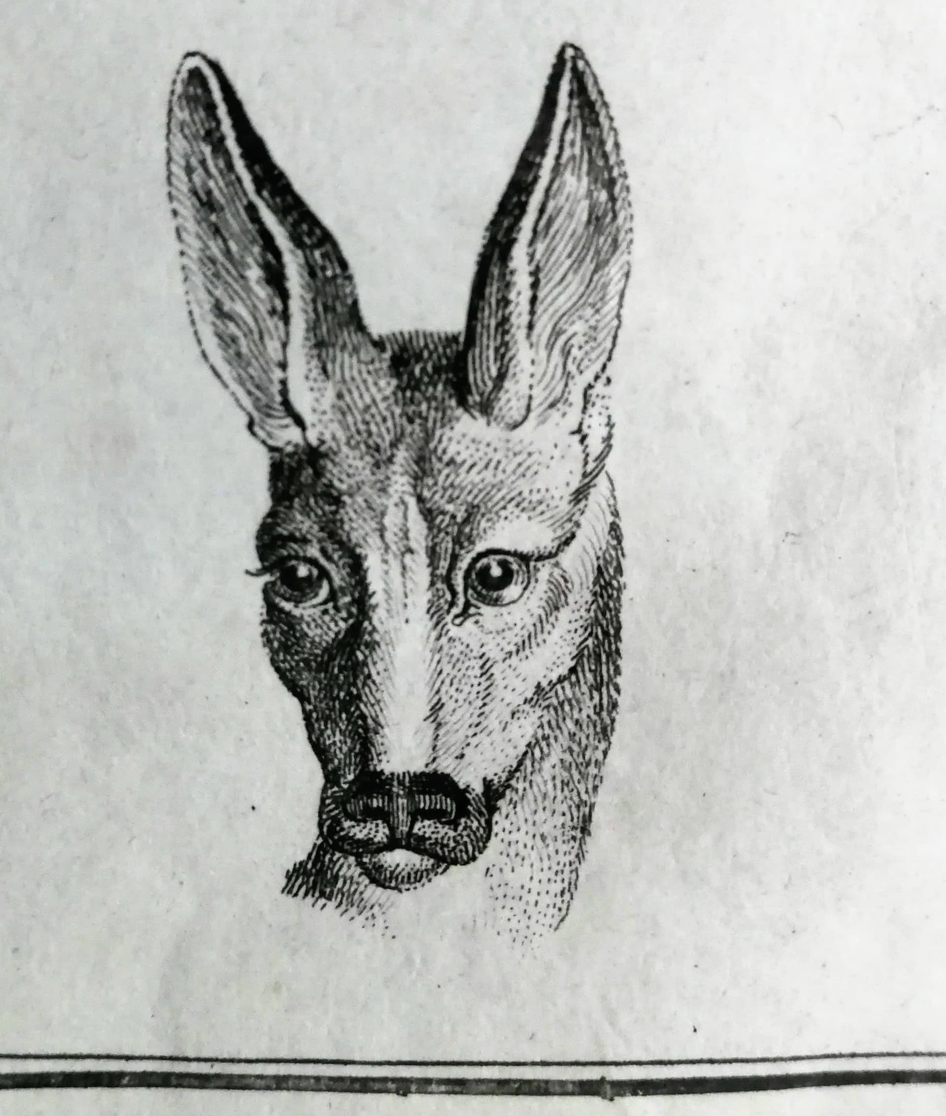 Grafika animalistyczna. Głowy zwierzęce. Sygn. Schellenberg fec. XIX wiek - 178527