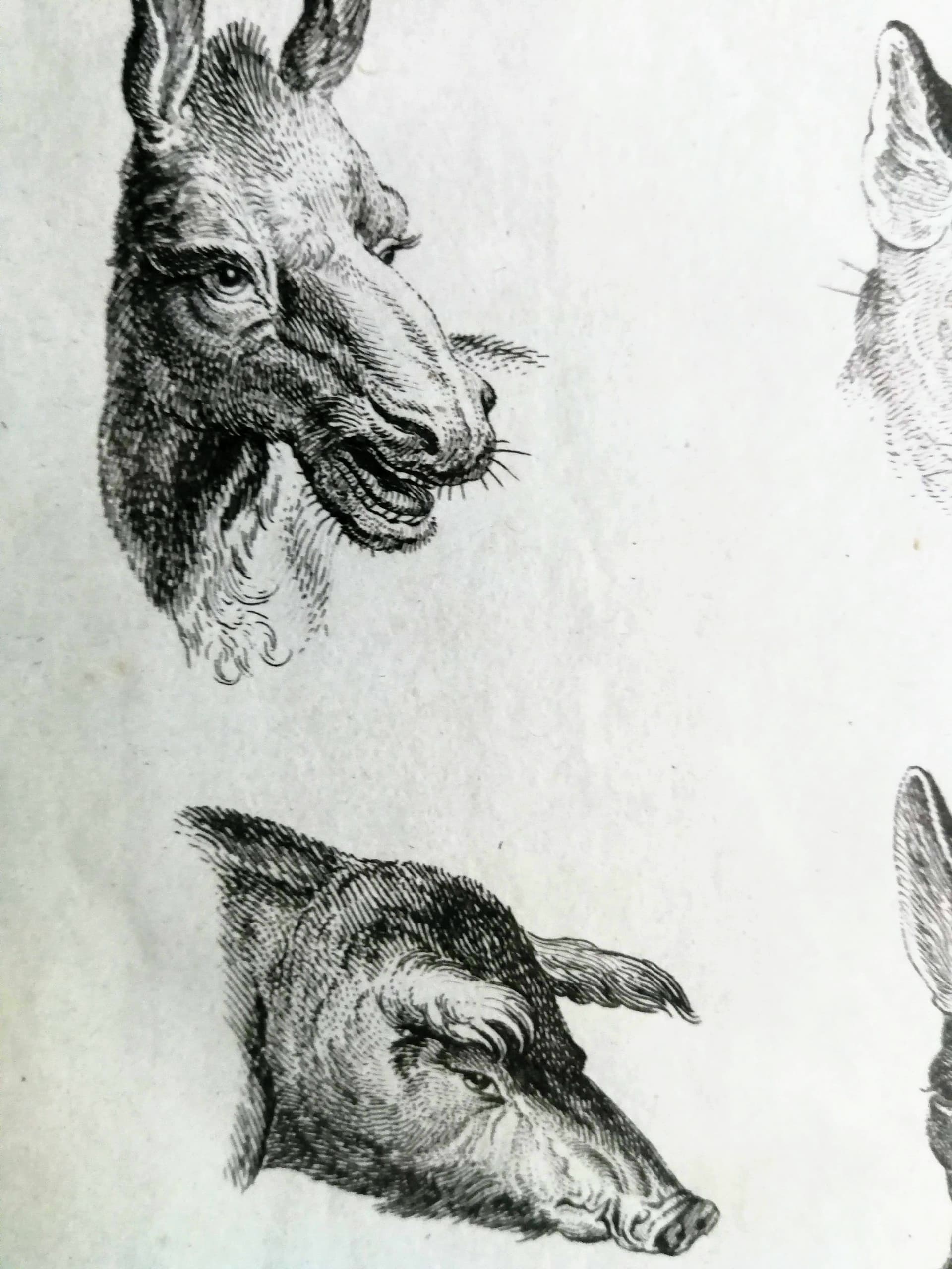 Grafika animalistyczna. Głowy zwierzęce. Sygn. Schellenberg fec. XIX wiek - 178528