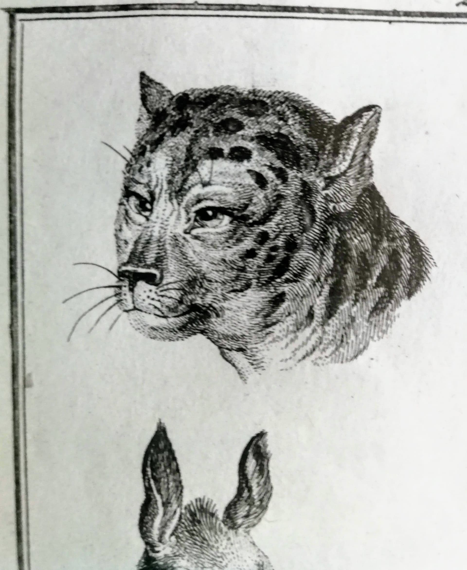 Grafika animalistyczna. Głowy zwierzęce. Sygn. Schellenberg fec. XIX wiek - 178529