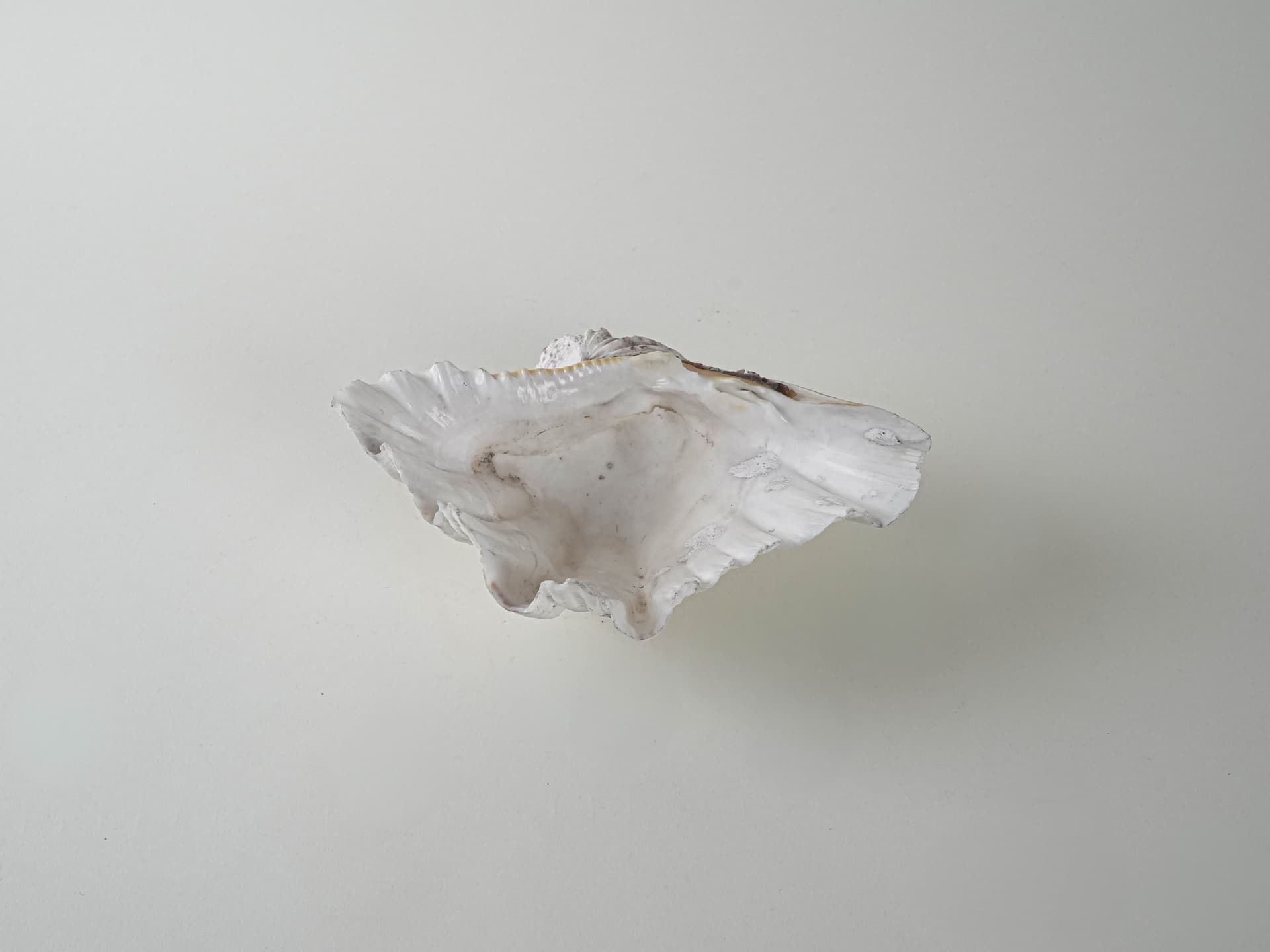 Decorative Triton Shell, ivory white, 1980s. - 195224