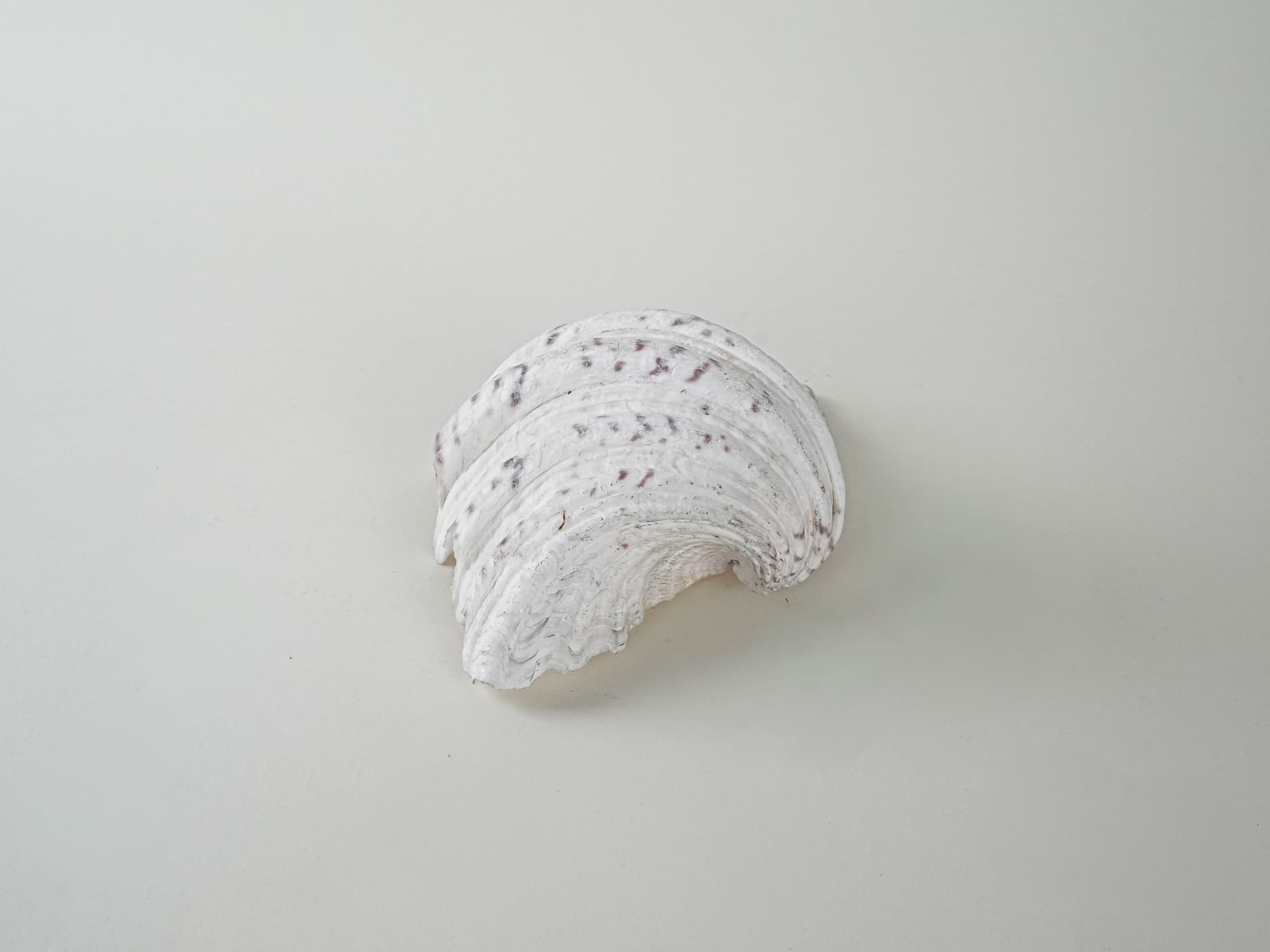 Decorative Triton Shell, ivory white, 1980s. - 195225