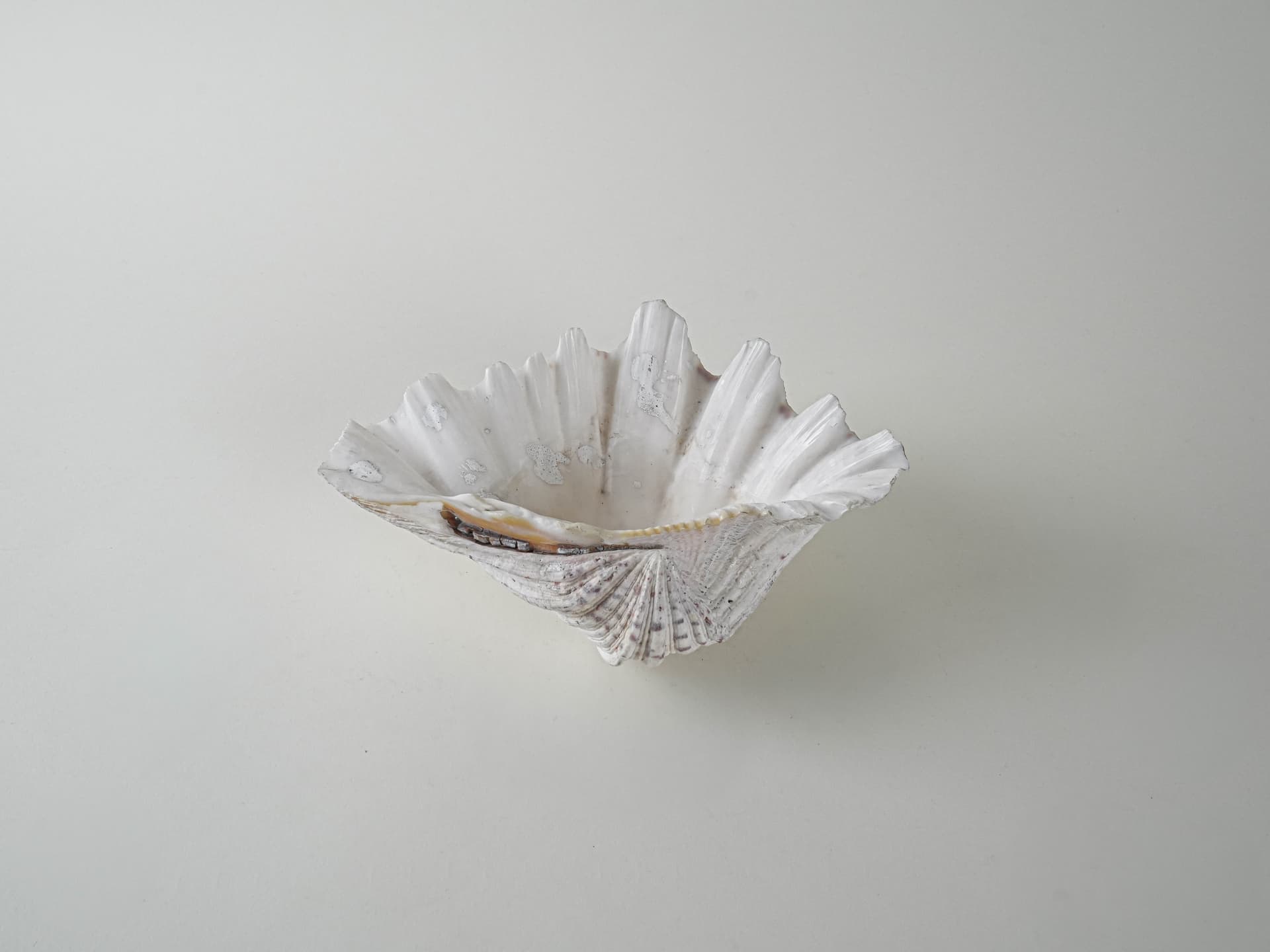 Decorative Triton Shell, ivory white, 1980s. - 195226