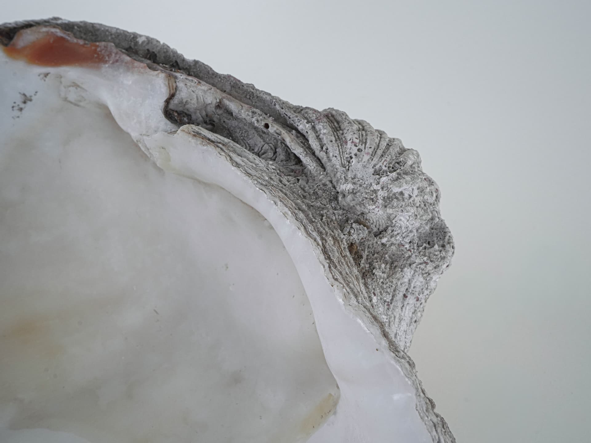 Decorative Tridacna Shell, Grey, Italy, 1980s. - 195469